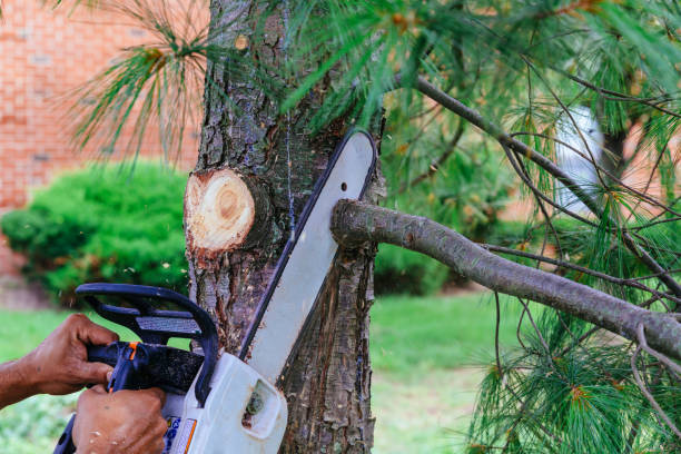 How Our Tree Care Process Works  in New Franklin, MO